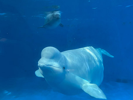 华东首头白鲸宝宝双满月 "她"在长乔极地海洋公园等你哦