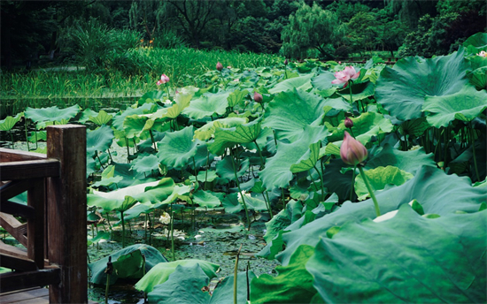 多所高中今年要扩班！刚刚杭州中考通知发布有这些变化西湖娱乐城- 西湖娱乐城官方网站- 西湖娱乐城APP